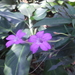 Ruellia costata - Photo (c) Igor Azevedo, some rights reserved (CC BY-NC), uploaded by Igor Azevedo