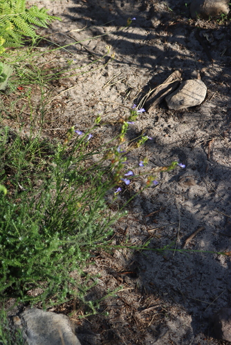 Leafy Lobelia (Lobelia comosa)