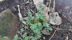 Phacelia ranunculacea