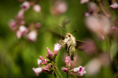Proserpinus clarkiae