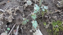 Phacelia ranunculacea