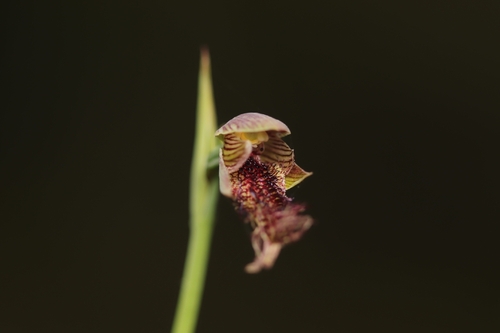 Purple Beard Orchid (Calochilus robertsonii)