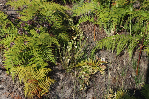 Opposite Bitterbuchu (Diosma oppositifolia)