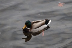 Anas platyrhynchos