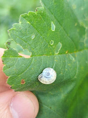 Theba pisana pisana