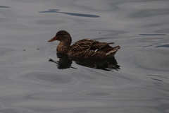 Anas platyrhynchos