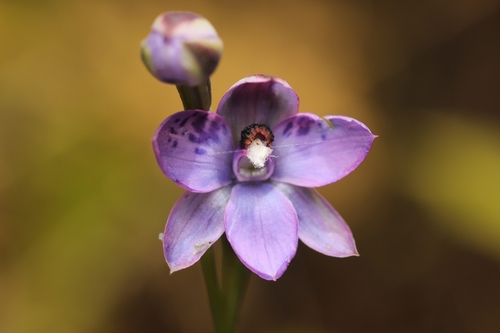 spotted sun-orchid (Thelymitra nervosa)