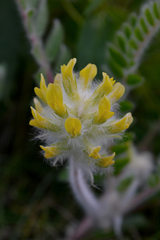 Astragalus dasyanthus