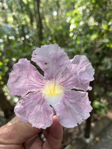 Tabebuia rosea - Whole tree