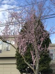 Prunus cerasifera