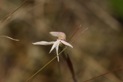 Mountain Caps Orchid (Caladenia lyallii)