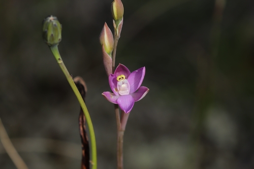 slender sun-orchid (Thelymitra pauciflora)