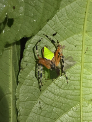 Eriophora nephiloides