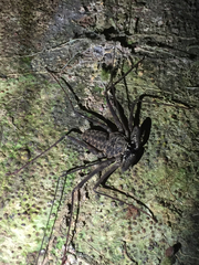 Paraphrynus raptator