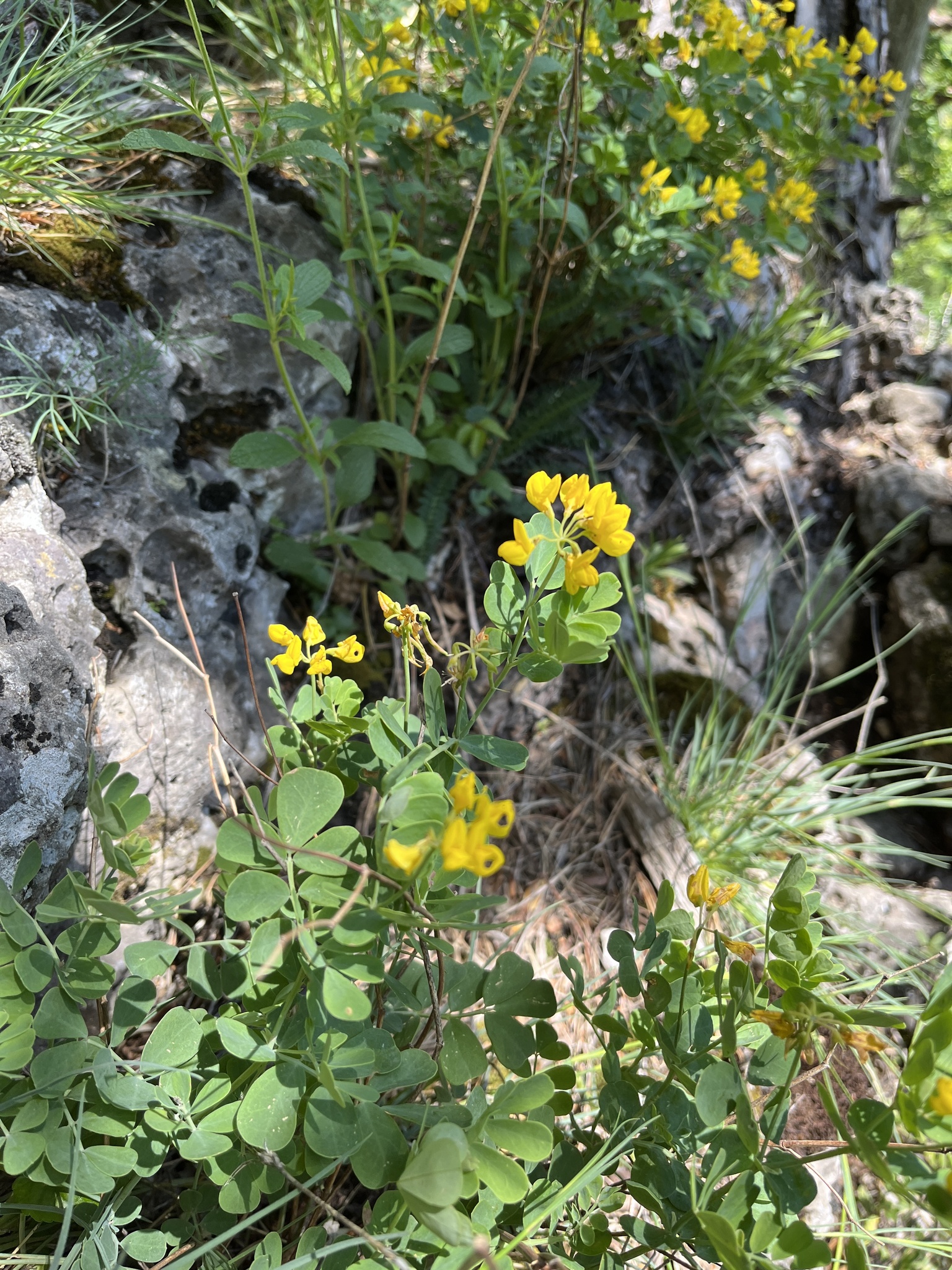 Coronilla Coronata (Coronilla coronata)