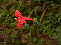 Ruellia elegans