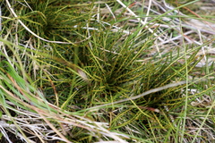 Aciphylla pinnatifida