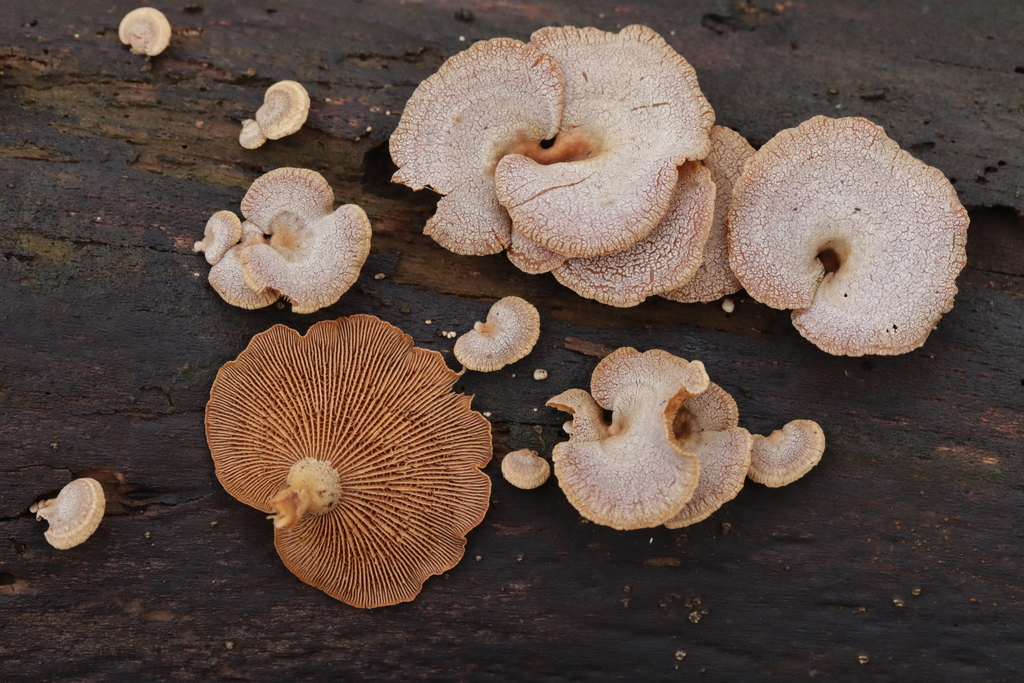Panellus stipticus · March 2026 · photo: © bjoerns (iNaturalist, cc-by)