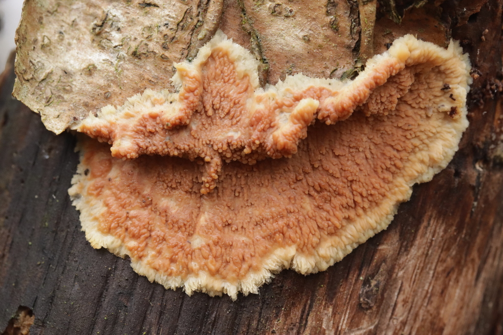 Phlebia rufa