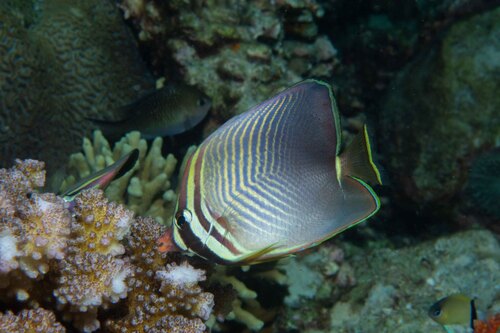 Baroness butterflyfish (Chaetodon baronessa) — Chaetodontidae