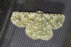 Aeolochroma viridicata