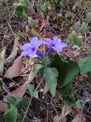 Ruellia geminiflora