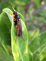 Ichneumon lotatorius