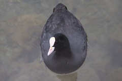 Fulica atra