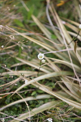 Gentianella grisebachii