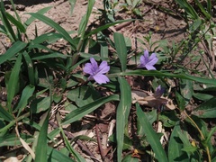 Ruellia hygrophila