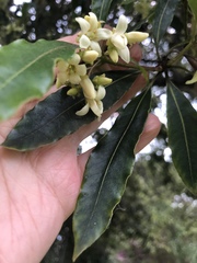 Pittosporaceae