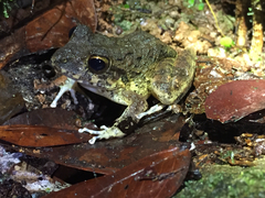 Craugastor aurilegulus