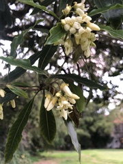 Pittosporaceae