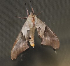 Coequosa australasiae