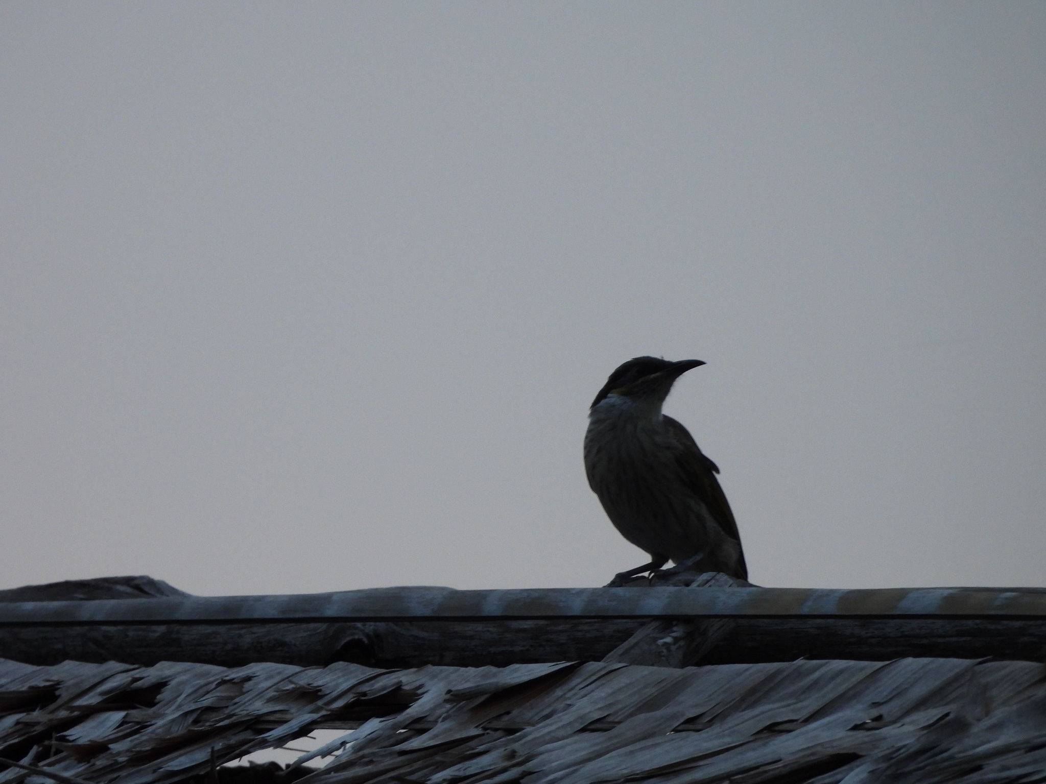 Varied Honeyeater (Gavicalis versicolor), photo 5