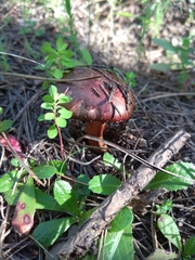 Chroogomphus mediterraneus