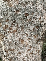 Pittosporaceae