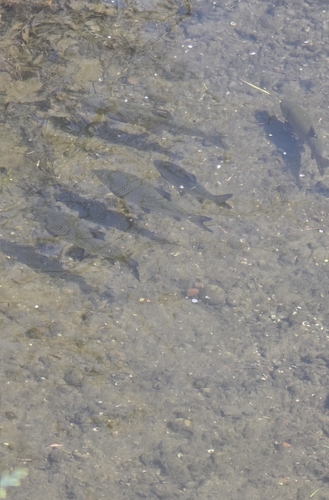 Scardinius hesperidicus