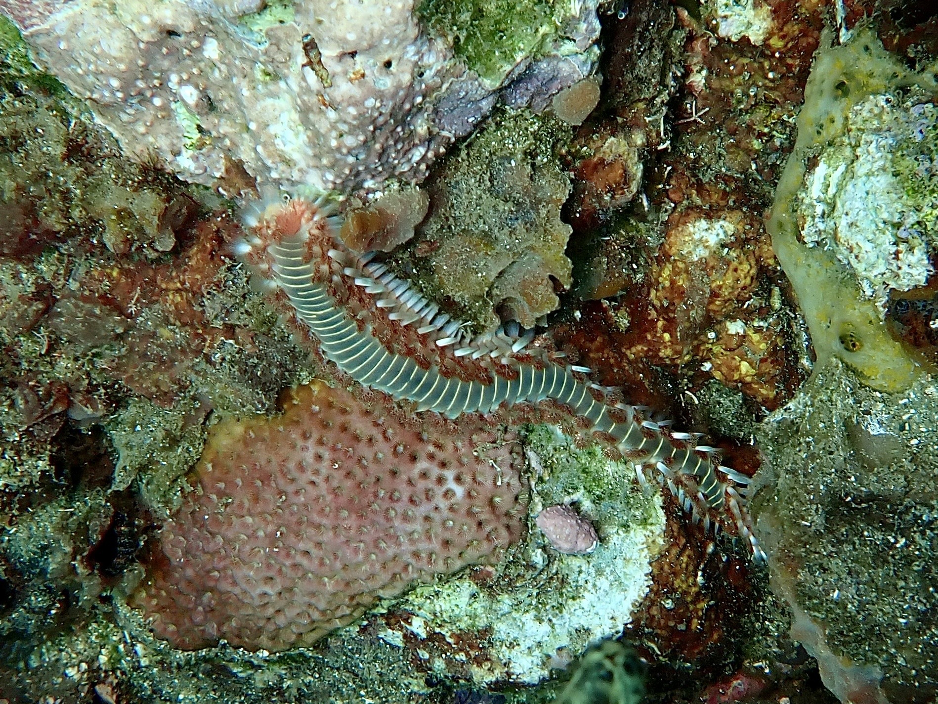 Hermodice carunculata (Pallas, 1766)