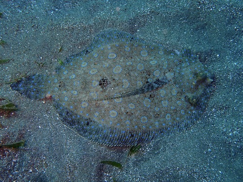 Photo of Peacock flounder (Bothus lunatus)