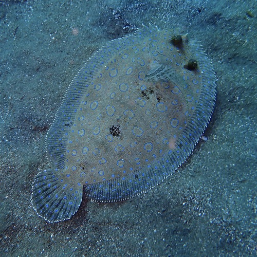 Photo of Peacock flounder (Bothus lunatus)