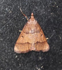 Arippara disticha