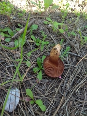 Chroogomphus mediterraneus