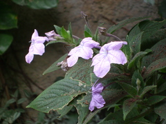 Ruellia jussieuoides