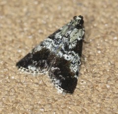 Orthaga rubridiscalis