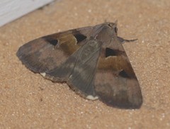 Avatha discolor