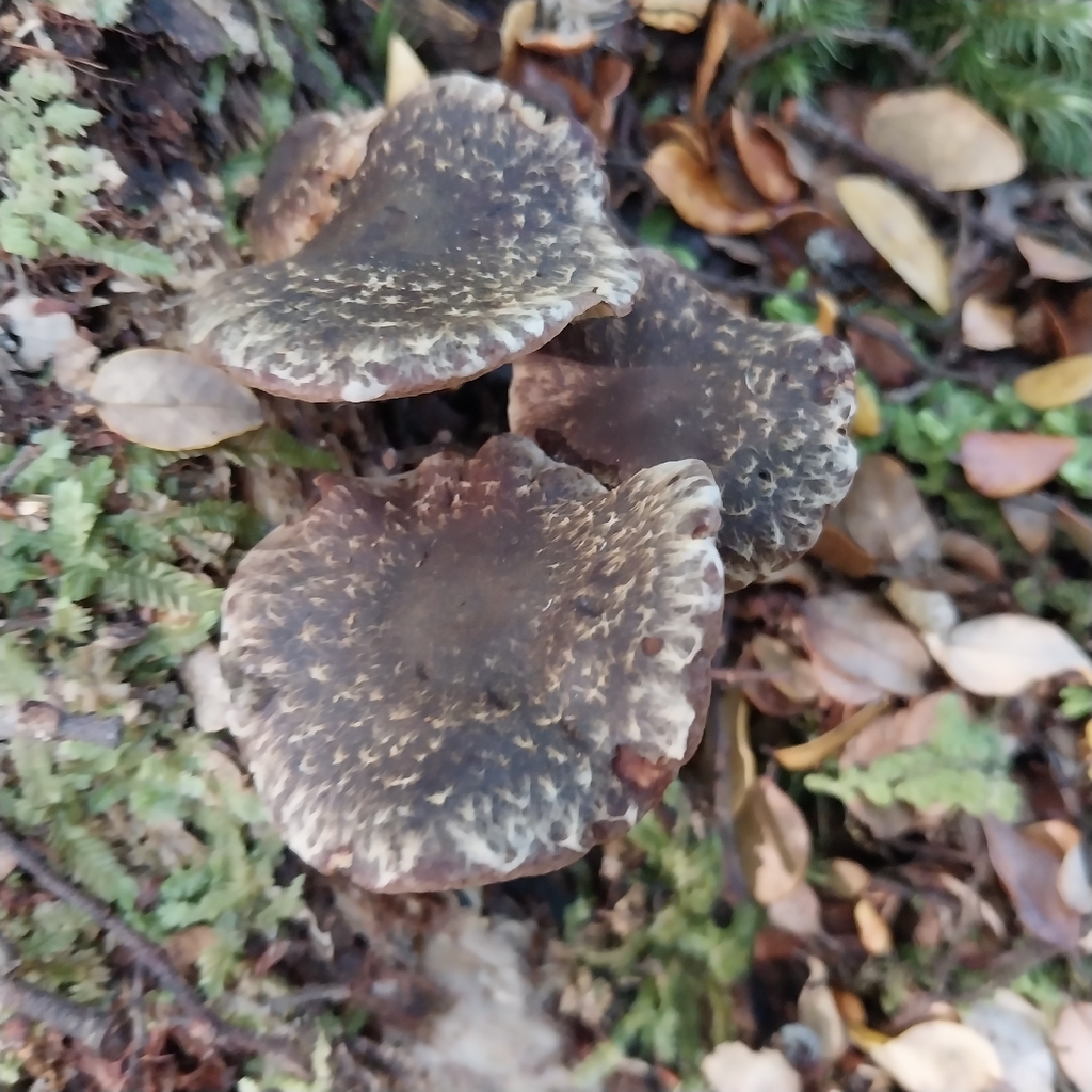 Hypholoma brunneum · February 2026 · photo: © kiwialli (iNaturalist, cc-by)