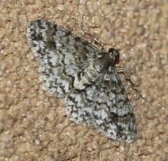 Myrioblephara desumpta
