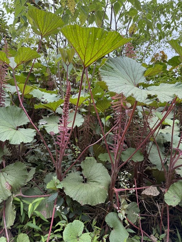 Gunnera macrophylla observed 2026-03-16