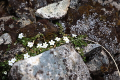 Lobelia glaberrima
